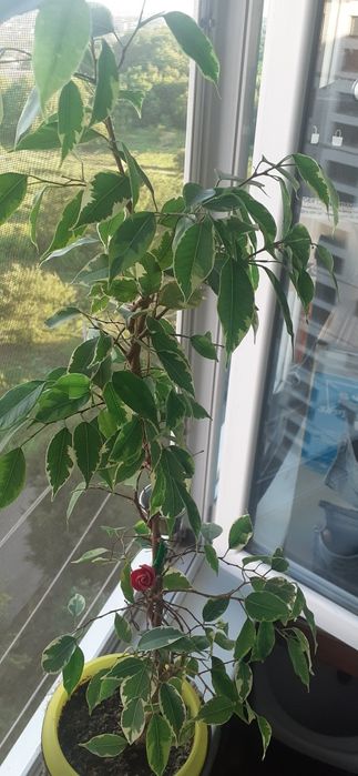 Фикусы разных размеров