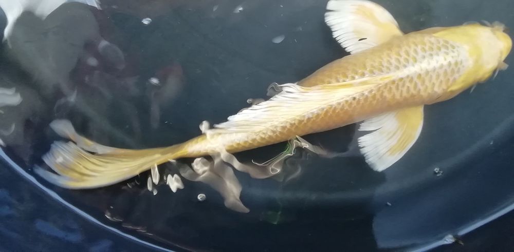 Karp koi od 7 do 40 cm