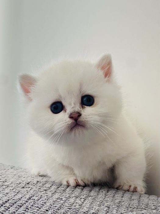 Манчкин мальчик