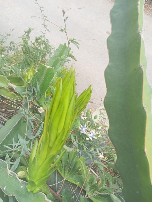 Pitaias, ou Fruta do dragão