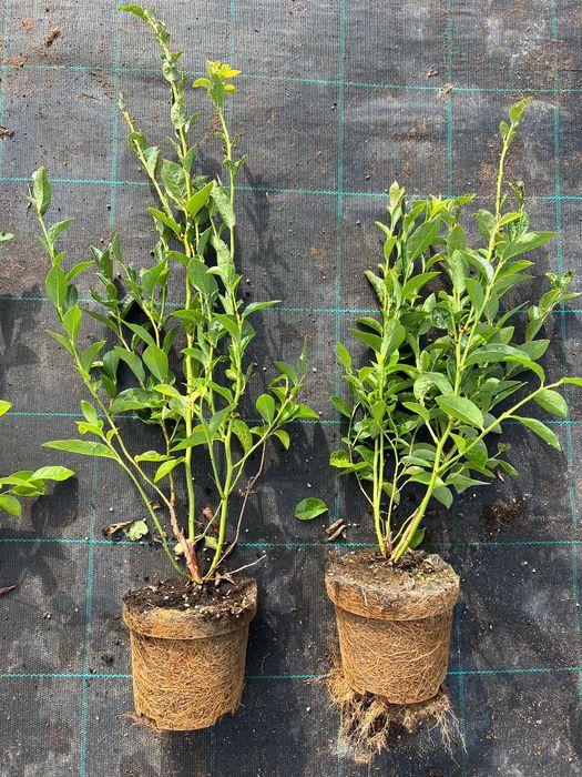 Sadzonki borówki Bluegold CAC paszporty