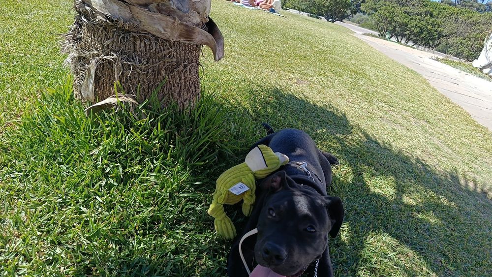 Doação legal de pitbull super dócil com outros animais e crianças