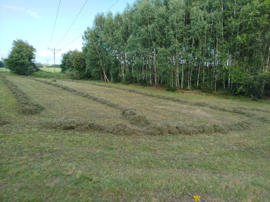 Siano, kostka, dla koni, bydła, suche