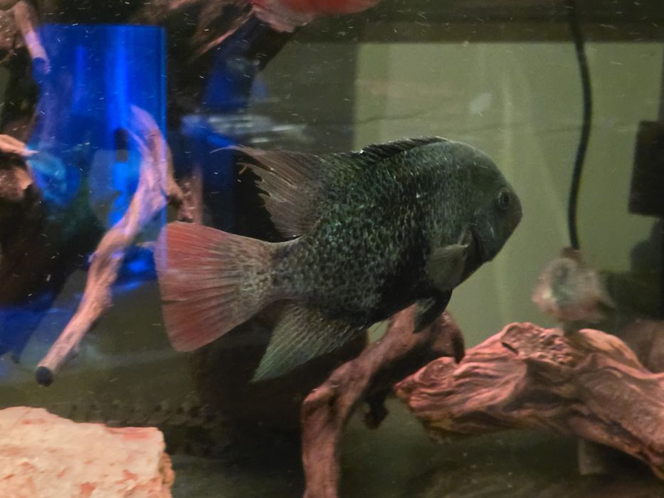 Pielęgnica Macalicauda - Czarnopręga