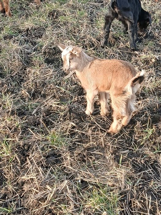 Продам чарівних  козенят