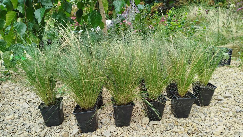 Ostnica PONY TAILS zestaw 10 szt. 1L