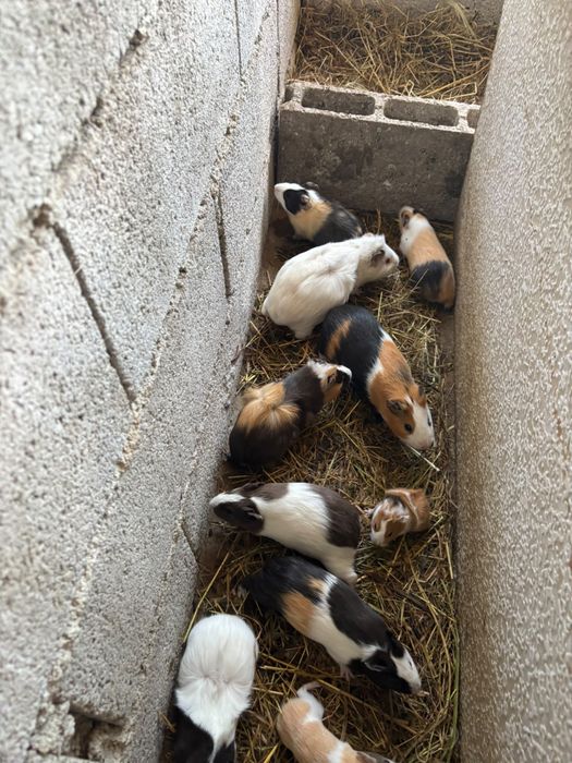 animais para companhia