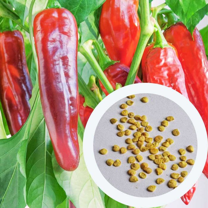 Перець гострий насіння (24 сорти) семена суперхотов острый гіркий