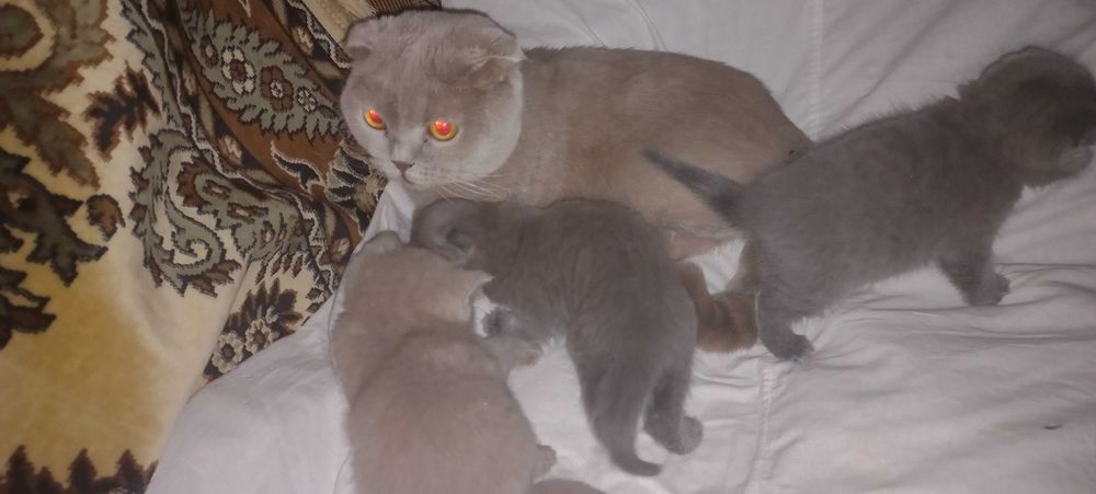 Котенок шотландский