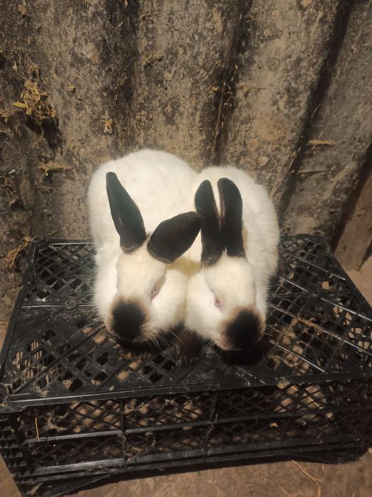 Продам кролики різних порід