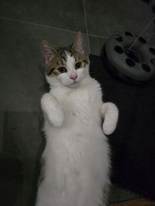 Kot szuka domu kociak do adopcji