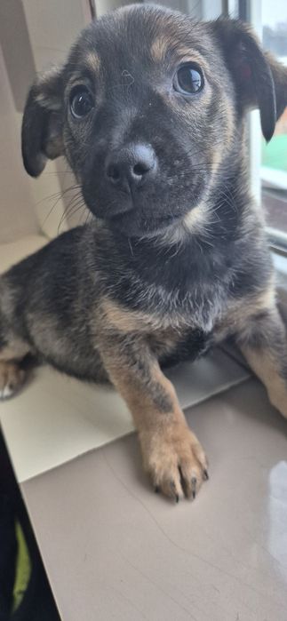 Szczeniaki około 3 miesiące