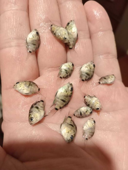 Сапфіровий попугай