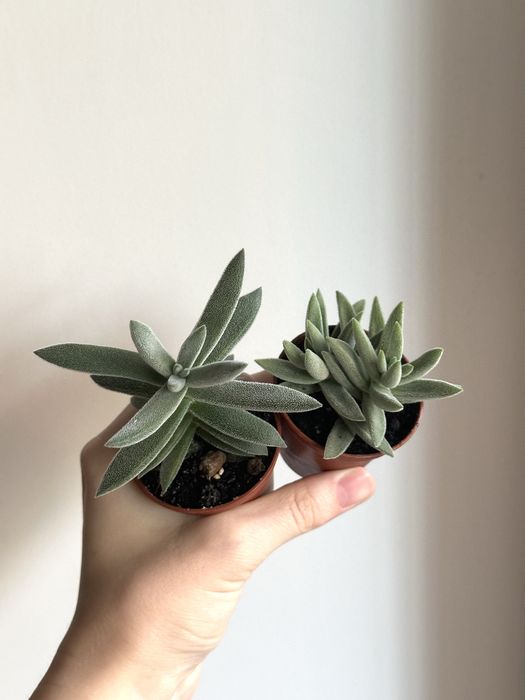 Сукуленти ечеверія красула