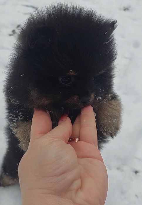 Мини мальчик померанчик