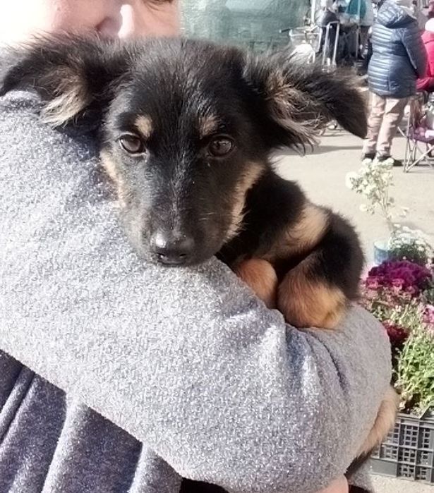 Дівчинка 2,5 місяців Синельникове