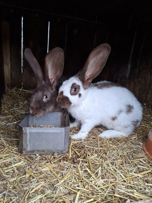 Króliki (male,duze)