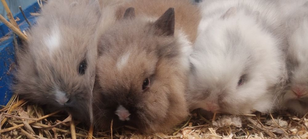 Декоративні карликові кроленята