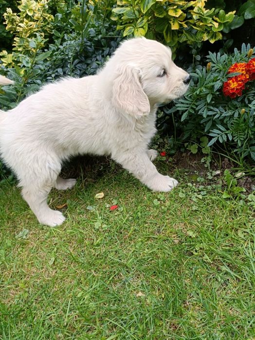 Szczenię Golden Retriever