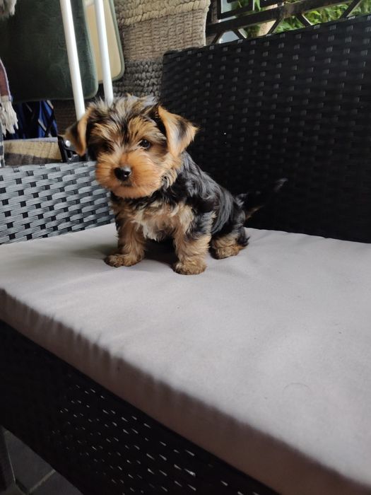 Yorkshire terrier