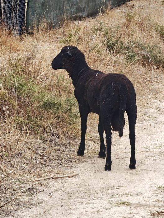 Troco por cabras anã