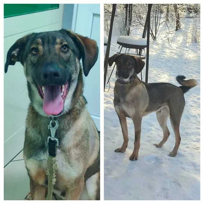 Лютик, молодой пес