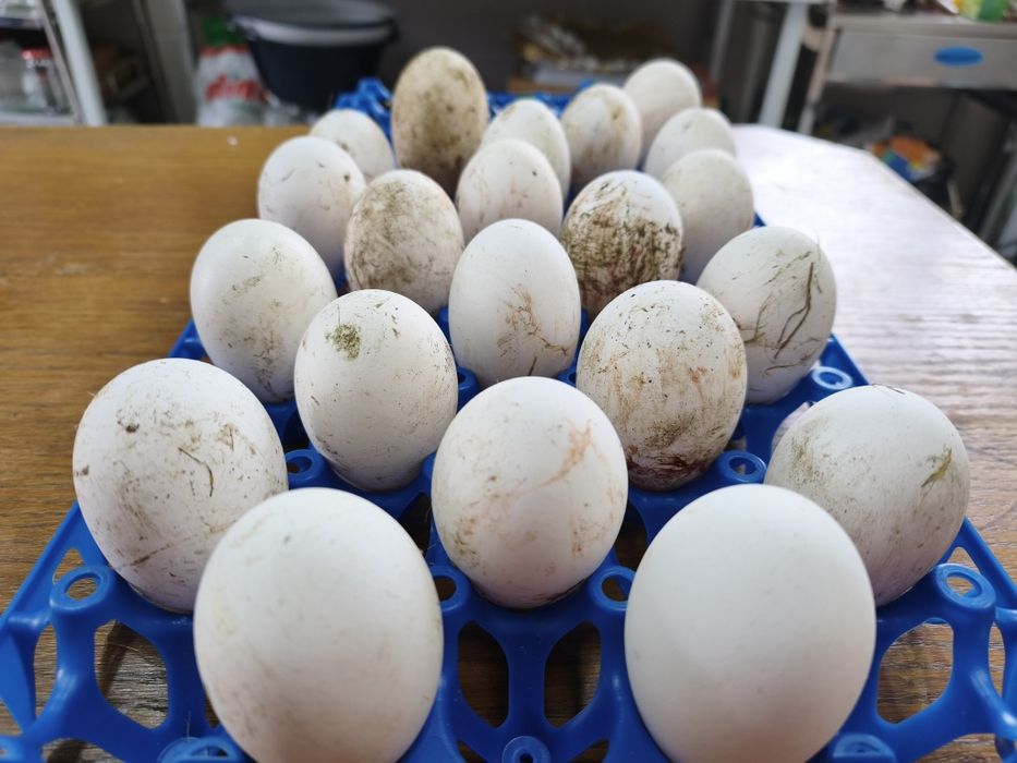 Jaja lęgowe 10szt  gęsi koludzkie