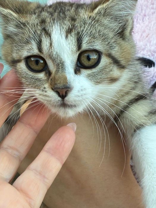 Котики безкоштовно ( Жашків)