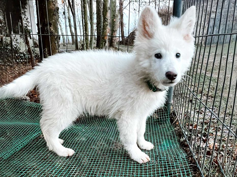 Biały Owczarek Szwajcarski Szczeniak Hodowla Pies