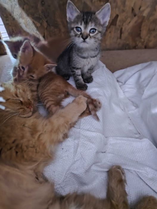 Роздаються кошенята!