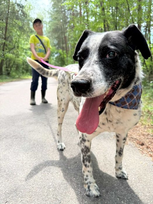 Pies w typie dalmatyńczyka – Ambaras szuka domu!