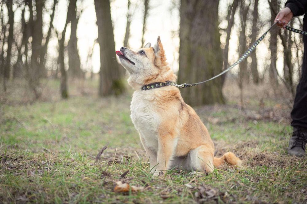 Seniorka Faustyna szuka domu!
