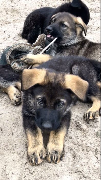 Німецька вівчарка рр КСУ