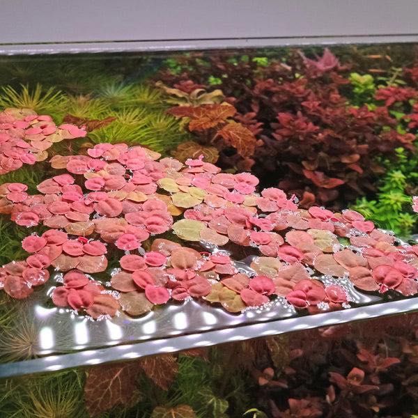 Red Root Floater (Phyllanthus fluitans) – Planta Flutuante Vermelha