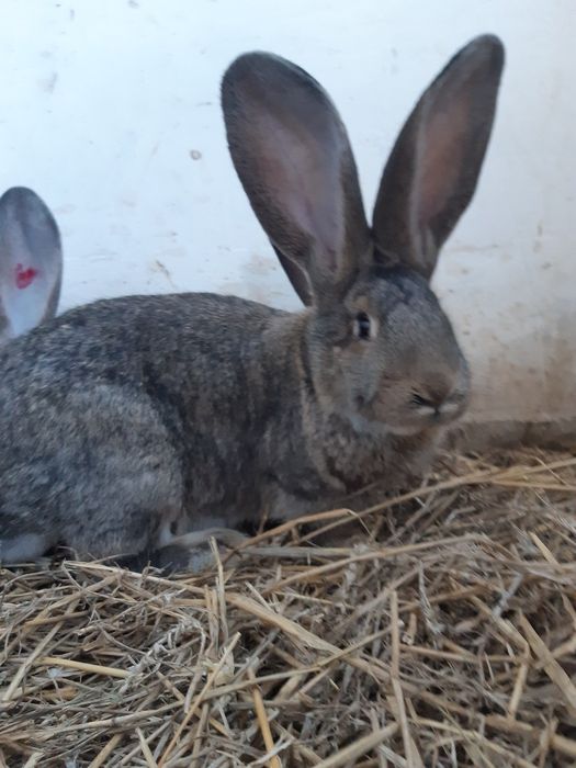 Króliki olbrzymy belgijskie