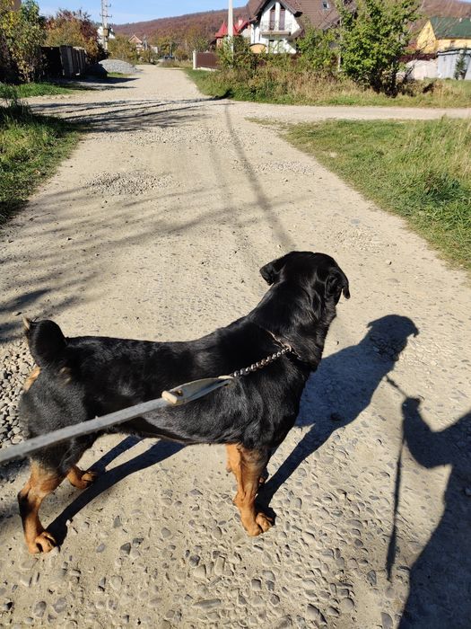 В'язка Ротвейлер