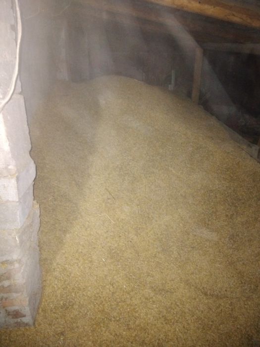 Owies wulkan  60zł za 100 kg