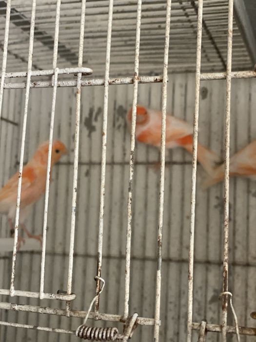 Canarios 2025 mosaicos machos