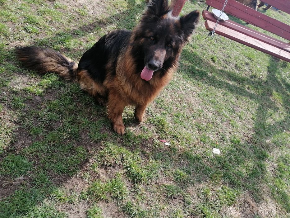 Oddam za darmo owczarek niemiecki długowłosy suczka