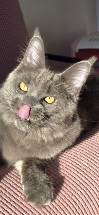 Niebieska kotka Maine Coon