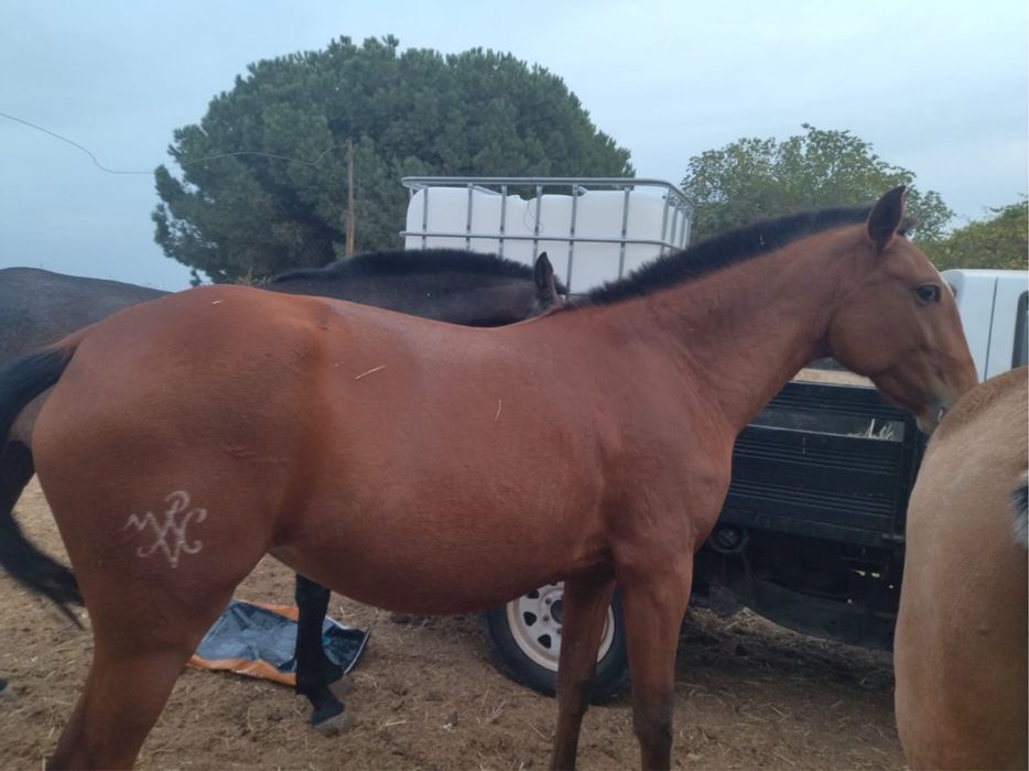 vendo poldra lusitana pura com 2 anos