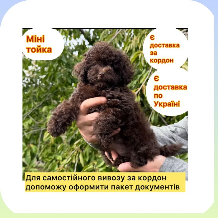 Vip ляльковий  шоколадик  тойчик Шикарне маля