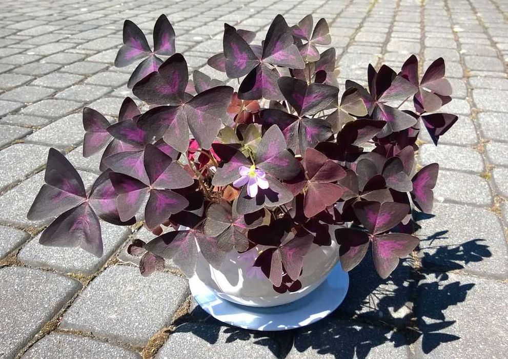 Szczawik trójkątny purpurowy Oxalis Triangularis 1100 sztuk + GRATISY