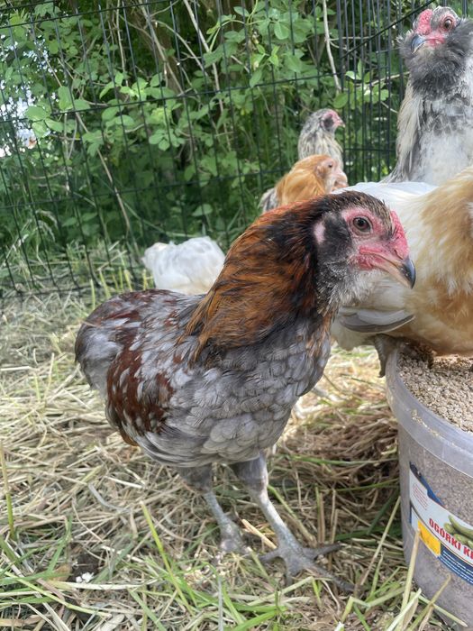 Araucana araukany koguty