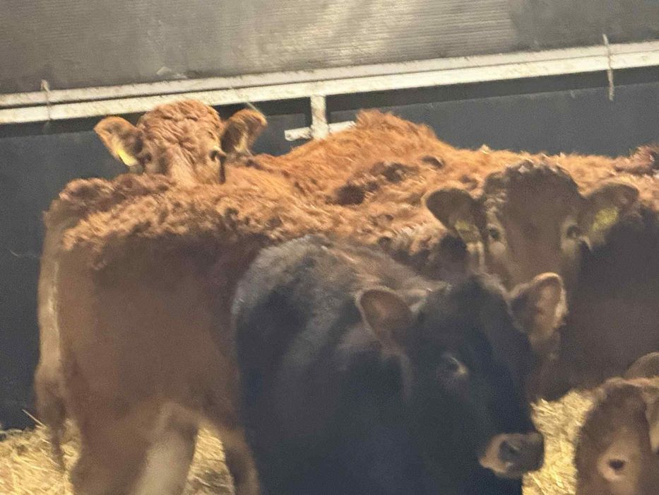 Sprzedam odsadki Limousine Wyszków