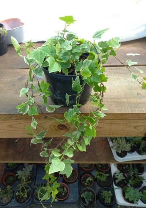 Planta trepadeira