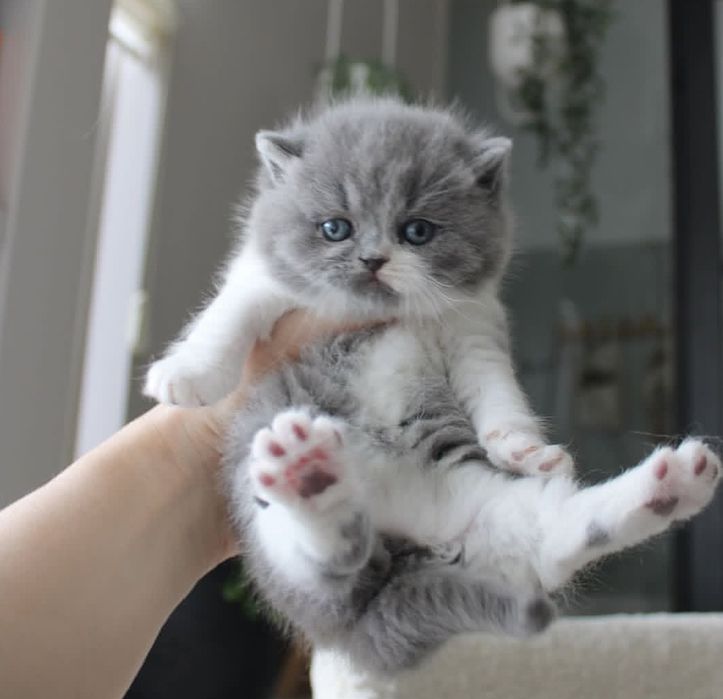Прелестные котята