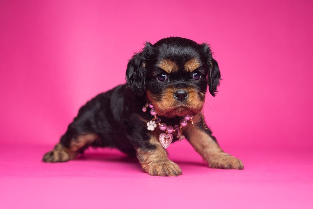 Cavalier King Charles Spaniel * Dziewczynka Fleur de Lys