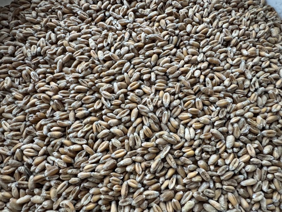 Pszenica jara Tybalt