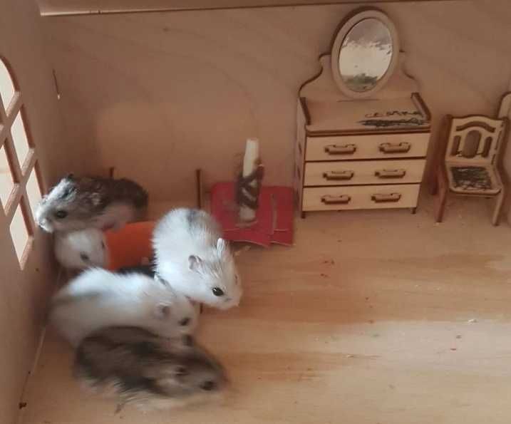Ручні  молодесенькі хомячки та